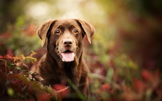 Картинка собака, морда, взгляд, боке, портрет, Лабрадор-ретривер