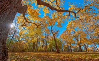 Картинка осень, деревья, листья, небо