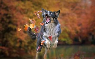 Обои собака, Бордер-колли, листья, игра, настроение, боке, осень