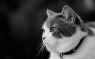 Картинка монохром, мордочка, взгляд, ошейник, чёрно-белая, котейка, кошка, портрет, профиль