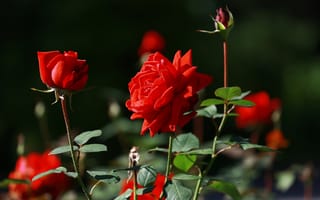 Картинка лето, красные розы, красота