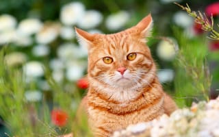 Картинка кот, кошки, стёпка, рыжий кот, животные, лето, дача, питомцы, степан, природа
