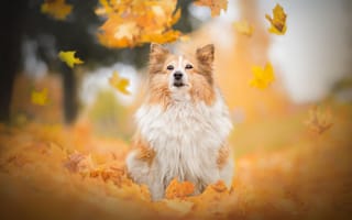 Картинка собака, листья, боке, Шетландская овчарка, осень, Шелти