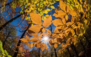 Картинка осень, листья, деревья, парк, ветки