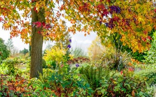 Картинка осень, цветы, Rettendon, дерево, Эссекс, RHS Garden Hyde Hall, England, Англия, Essex, Реттендон, парк