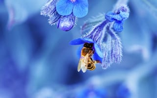 Картинка природа, насекомое, лепестки, цветок, пчела