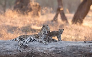 Картинка леопард, Замбия, детёныш, Lower Zambezi National Park, боке, Африка, котёнок, бревно