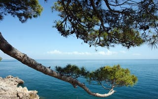 Картинка Croatia, сосна, скала, пейзаж, море, ветка, небо, хорватия, облака