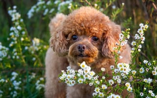 Обои собака, друг, взгляд, цветы