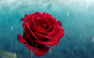 Обои роза, лепестки, дождь, цветок, бутон, красная, капли
