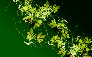 Картинка узор, контраст, цвет, лиана, листья, растение, свет