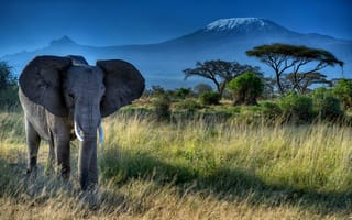 Картинка Слон, бивни, уши, природа, животное, трава, Африка, деревья, хобот