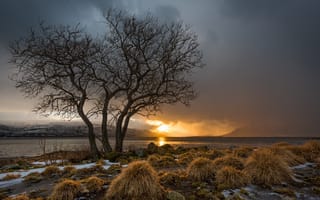 Картинка дерево, закат, Norway, Норвегия, Nesna