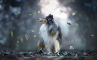 Картинка собака, Шелти, осень, боке, Шетландская овчарка, листья