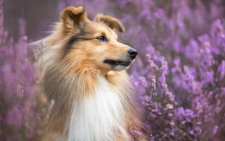 Картинка собака, Шетландская овчарка, Шелти, портрет, боке, вереск