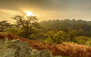 Картинка парк, Leicestershire, деревья, лес, осень, England, Англия, Charnwood Forest, Bradgate Park, Лестершир