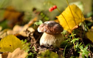 Картинка природа, листья, осень, лес, грибы, белый гриб, вкусный