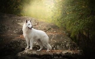 Картинка камень, осень, Белая швейцарская овчарка, собака