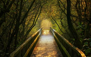 Картинка мостик, деревья, осень, туннель, Германия