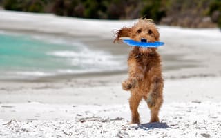 Обои собака, beach, друг, мокрая, wet, friend, sea, игра, пляж, море, dog, play