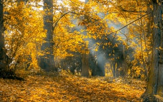 Картинка деревья, листва, осень, лес, листья