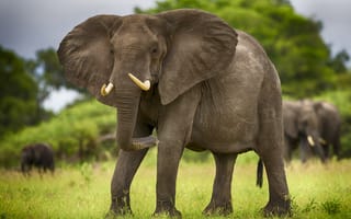 Картинка животные, Африка, слоны, бивни, саванна, слон