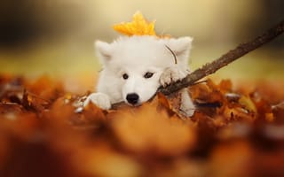 Картинка собака, щенок, боке, Самоед, взгляд, листья, осень, ветка, мордашка