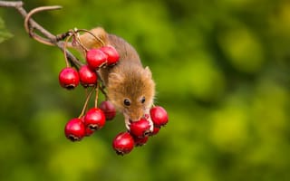 Обои ветка, мышка, яблочки, грызун, Мышь-малютка, Harvest Mouse