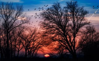 Картинка Солнце, силуэт, небо, деревья, птицы, зарево