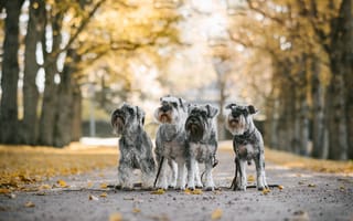 Картинка осень, собаки, квартет, Миттельшнауцер