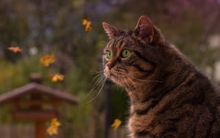 Картинка портрет, взгляд, осень, листья, серьёзный, зелёные глаза, кот