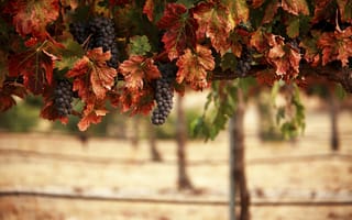 Картинка гроздья, виноградник, пейзаж, природа, blur, листья