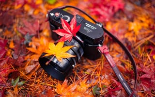 Картинка природа, Autumn, камера, листья, Harmony