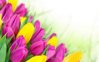Обои Тюльпаны, розовые, 8 марта, весна, желтые