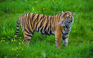 Картинка тигр, окрас, грация, дикая кошка, хищник, полоски