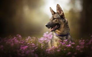 Картинка собака, цветы, морда, боке, хризантемы