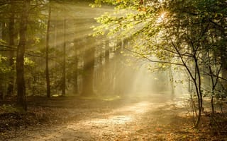Картинка лес, Netherlands, Утрехт, деревья, осень, Нидерланды, тропа, свет, лучи, Utrecht