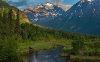 Картинка лес, Eagle River, лось, Чугачские горы, горы, Игл-Ривер, Аляска, Chugach Mountains, Alaska, река