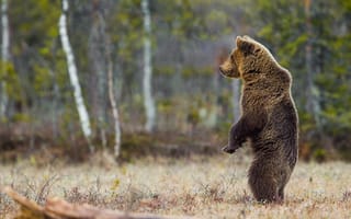 Картинка лес, медведь, природа, животное, поза, хищник, Peter Grischott, стойка