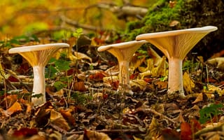 Картинка лес, листва, осень, грибы