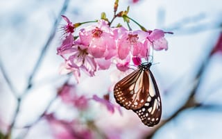 Картинка Бабочка, цветение, веточка, фокус, макро, лепестки, весна, цветы, розовые, сакура, вишня, размытость, дерево