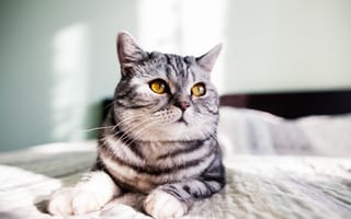 Картинка серый, gray, серый кот, yellow eyes, желтые глаза, кот, cat