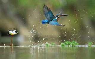 Картинка зимородок, полет, птицa, водяная лилия, вода