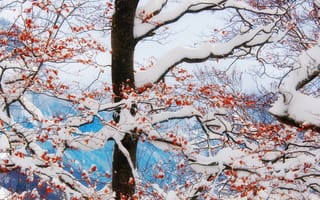 Обои дерево, ветки, зима, красные, снег, ягоды