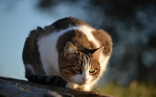 Картинка кошка, бревно, доска, нюхает, веточка, бело-рыжая