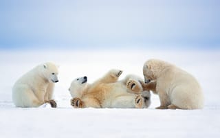 Картинка белые медведи, природа, зима, игра, снег