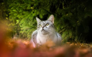 Картинка кошка, боке, взгляд, еловые ветки