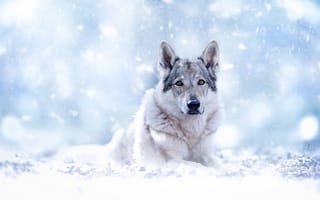 Картинка взгляд, Волкособ, Чехословацкая волчья собака, морда, снег, Чехословацкий влчак, боке