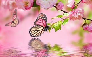 Обои spring, butterflies, бабочки, reflection, blossom, цветение, весна, отражение, розовый, flowers, вода, pink, water