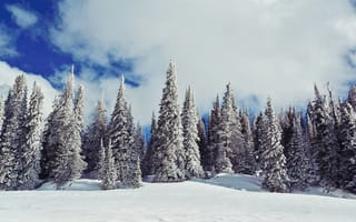 Картинка зима, облака, снег, небо, елки, природа, ёлки